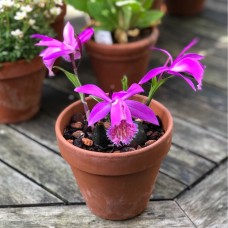 ORCHIDS PLEIONE TONGARIRO ORCHIDS PLEIONE TONGARIRO