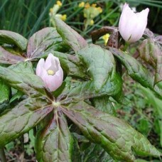 PODOPHYLLUM EMODI