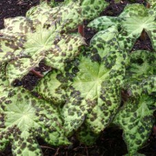 PODOPHYLLUM SPOTTY DOTTY