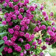 Клематис мелкоцветковый Purpurea Plena Elegans