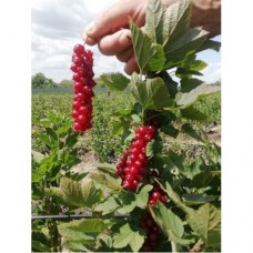 Смородина красная Роднеус