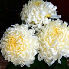 Хризантема "Rose D`une Nuit Blanc" (низкорослая крупноцветковая)
