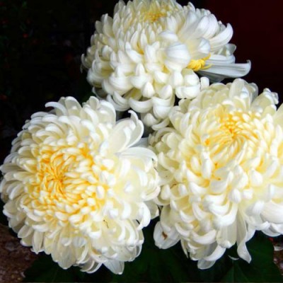 Хризантема "Rose D`une Nuit Blanc" (низкорослая крупноцветковая)