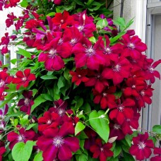 Клематис крупноцветковый Rouge Cardinal Клематис крупноцветковый Rouge Cardinal