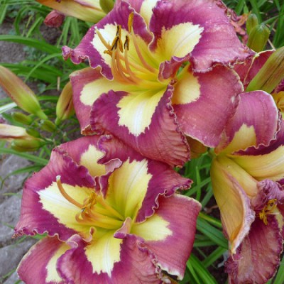 Лилейник HEMEROCALLIS SPACECOAST BEHAVIOR