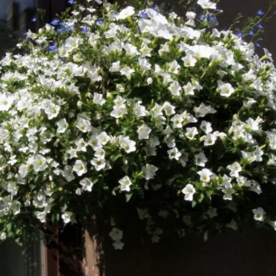 Сурфиния "Double Cascade White"