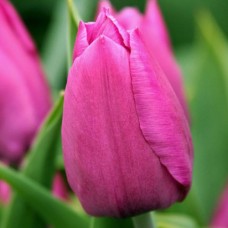Тюльпан триумф Sweet Rosy