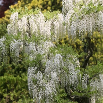 Глициния Shiro noda