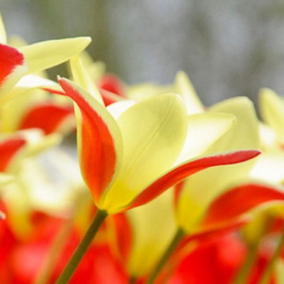 Тюльпан ботанический Clusiana Chrysantha