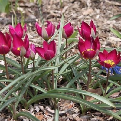 Тюльпан ботанический Persian pearl