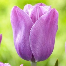Тюльпан поздний Violet Beauty