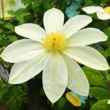 Клематис крупноцветковый Wada's Primrose Клематис крупноцветковый Wada's Primrose