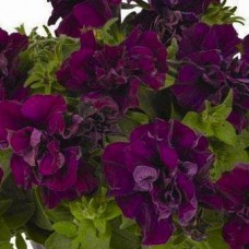 Сурфиния "Double Cascade Burgundy"