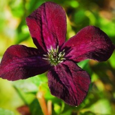 Клематис  Black Prince  