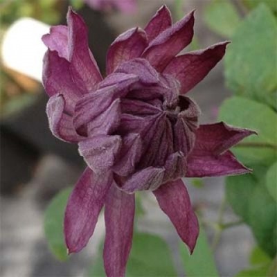 Клематис 'Mary Rose'