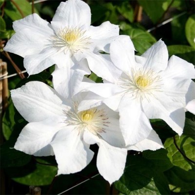 Клематис 'Mevrouw Le Coultre'