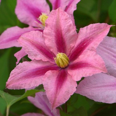 Клематис 'Rosamunde'