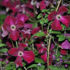 Клематис  Rubra  ( Kermesina )