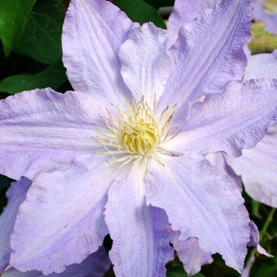 Клематис SEA BREEZE 'Zo09063' PBR & PPaf