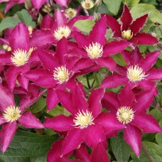 Клематис SO MANY®TM RED FLOWERS Zo06178 PBR & PPaf Клематис SO MANY®TM RED FLOWERS Zo06178 PBR & PPaf