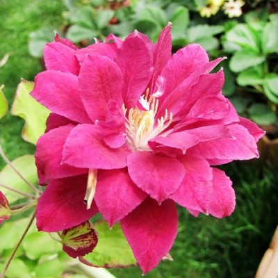 Клематис 'Red Star'