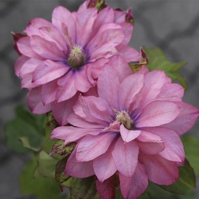 Клематис PINK PASSION 'Zo12325' PBRaf & PPaf