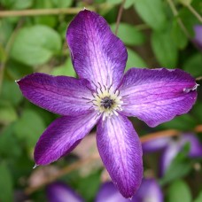 Клематис  Venosa Violacea 