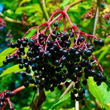 Клематис terniflora [maxim]