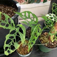 Monstera obliqua