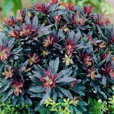 Эуфорбия Amygdaloides Purpurea Эуфорбия Amygdaloides Purpurea