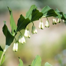 Купена многоцветковая Купена многоцветковая