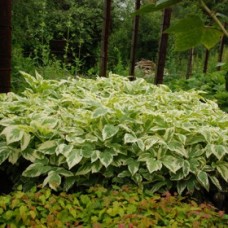 Синюха обыкновенная Variegata Синюха обыкновенная Variegata
