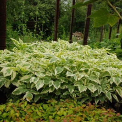 Снить звичайна Variegata