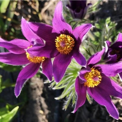 Простріл Pulsar Violet Shades