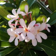 Плюмерия Dasa Kumalla Плюмерия Dasa Kumalla