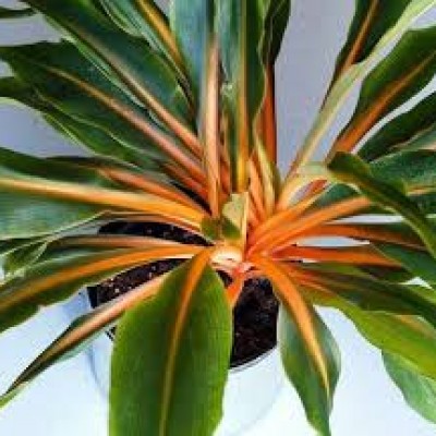 Хлорофітум green orange
