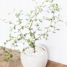 SOPHORA 'LITTLE BABY' SOPHORA 'LITTLE BABY'