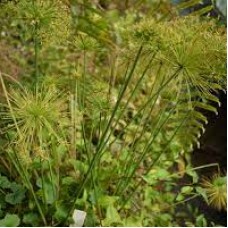 Cyperus haspan