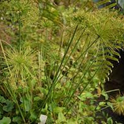 Cyperus haspan