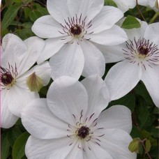 Клематис WHITE PEARL  Zo08080  PBR & PPaf