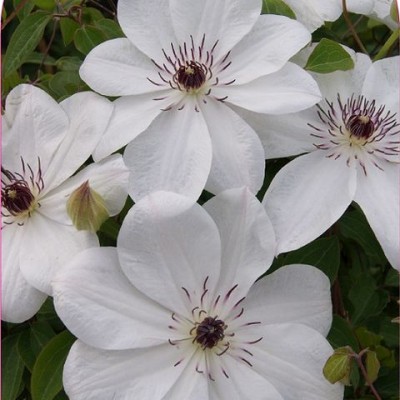 Клематис WHITE PEARL 'Zo08080' PBR & PPaf