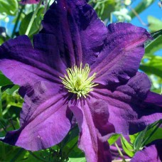 Клематис  Viola 