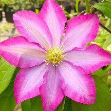 Клематис  Kakio  ( Pink Champagne )