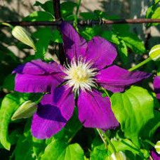 Клематис I AM®TM LADY J  Zoiamlj  PBRaf