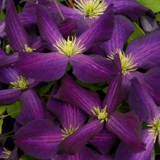 Клематис JACKMANII PURPUREA Zojapur PBR & PP Клематис JACKMANII PURPUREA Zojapur PBR & PP