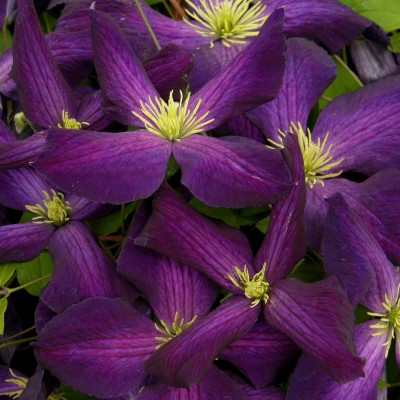 Клематис JACKMANII PURPUREA 'Zojapur' PBR & PP