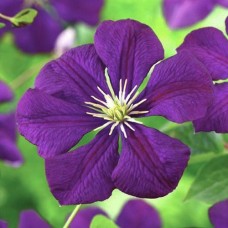 Клематис  Etoile Violette 