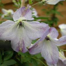 Клематис  Caerulea Luxurians  