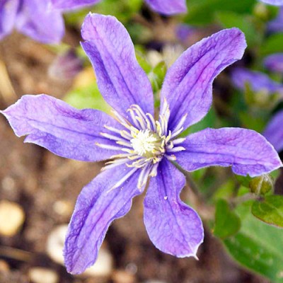Клематис 'Arabella'