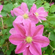 Клематис  Hanaguruma  